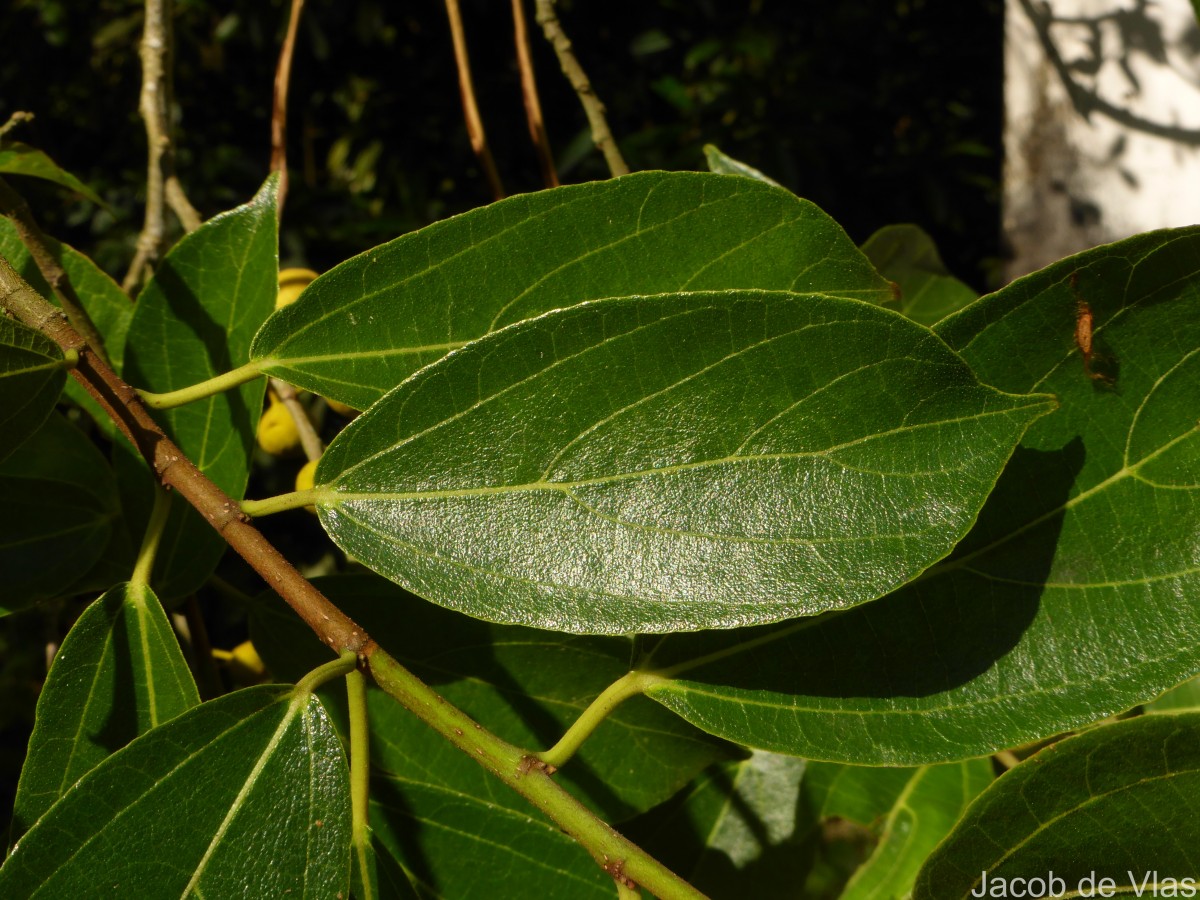 Ficus exasperata Vahl